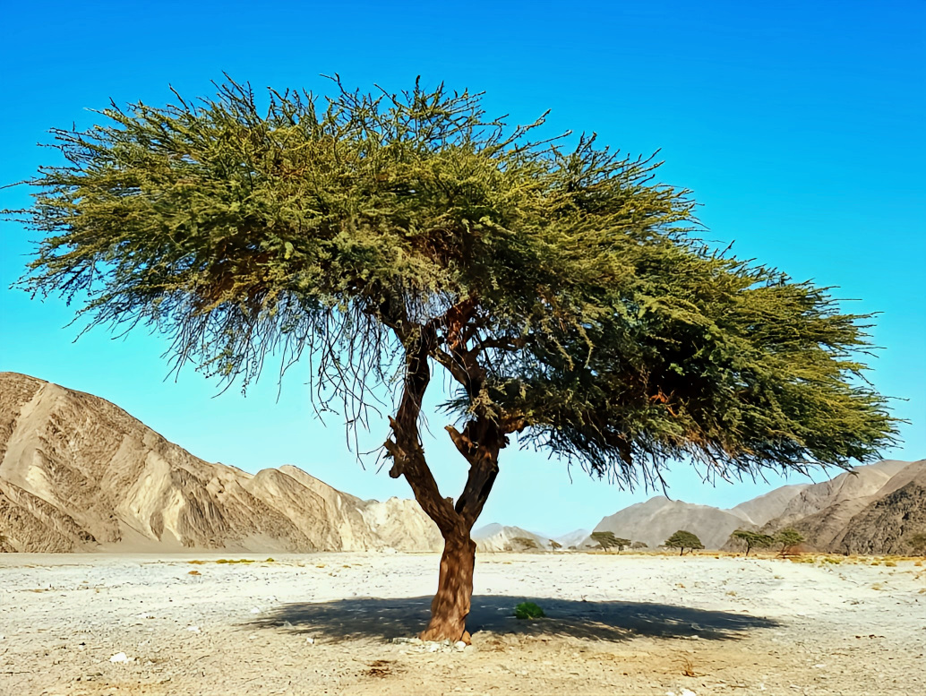 Wadi_10