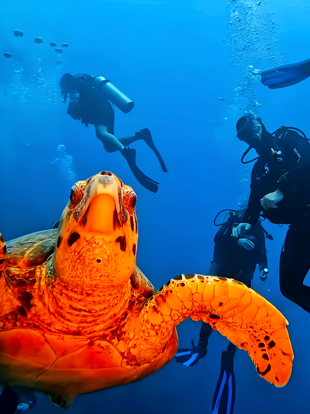 Schildkröten_10